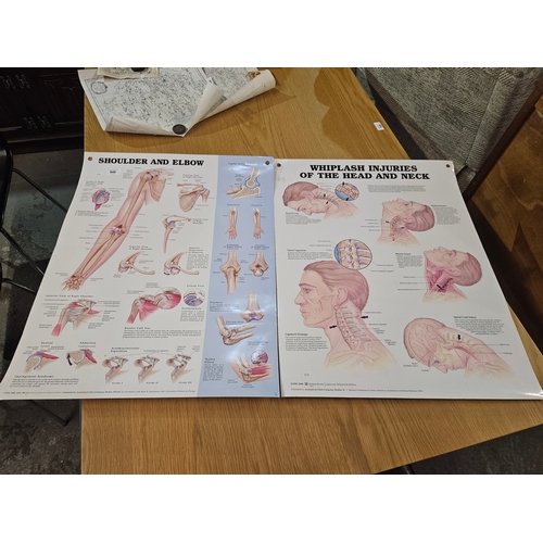 Two large anatomical charts