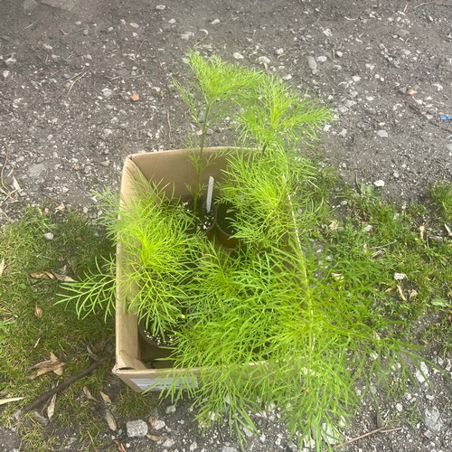 Lot 10A       