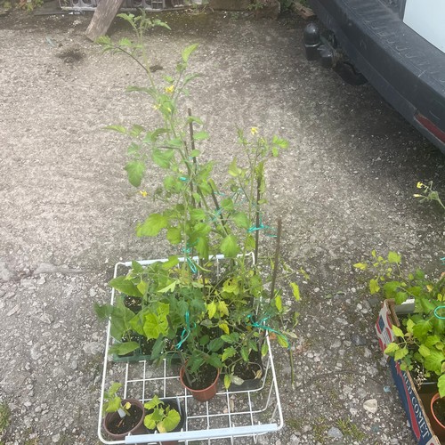 Lot 25A       