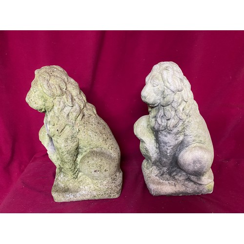 433 - Two stone garden lions measuring 42 cms tall