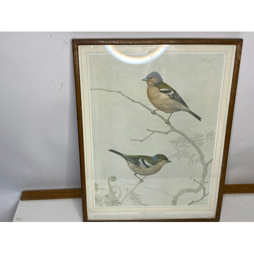 621 - Collection of 5 x garden bird figures and framed vintage Chaffinch print and bird pottery frame