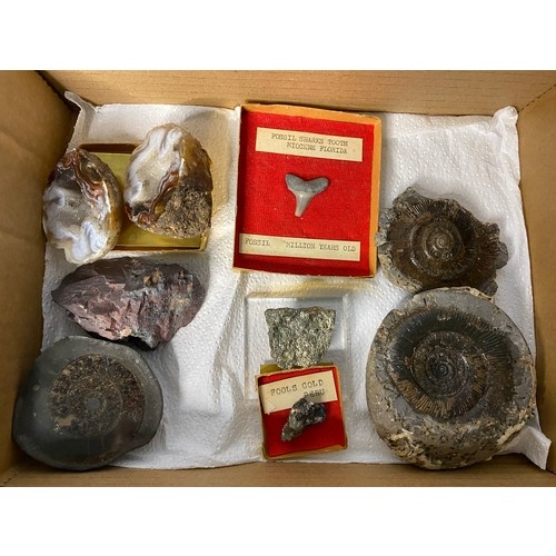 276 - Collection of fossils and rocks, including Million year old Sharks tooth fossil, Ammonite fossils, a... 