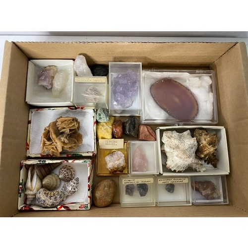 276 - Collection of fossils and rocks, including Million year old Sharks tooth fossil, Ammonite fossils, a... 