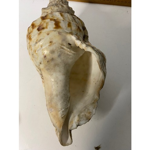 414 - Large sea shell measuring 28 cms long