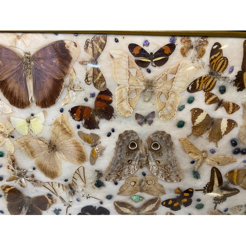 622 - Framed taxidermy Butterfly collection measuring 60 x 47 cms