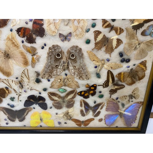 622 - Framed taxidermy Butterfly collection measuring 60 x 47 cms