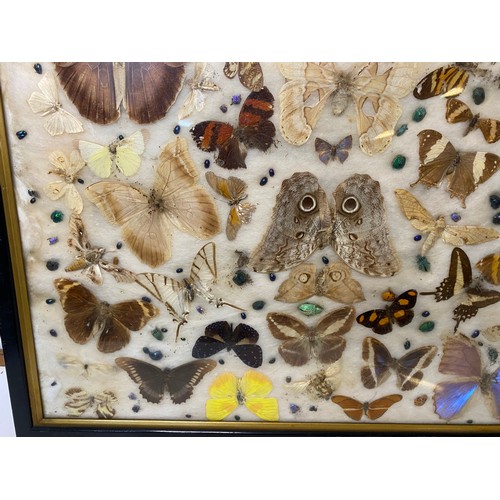 622 - Framed taxidermy Butterfly collection measuring 60 x 47 cms