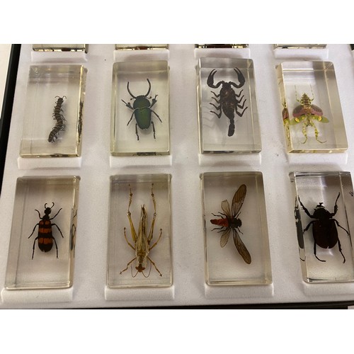 747 - Vintage set of beetles and insects in epoxy resin