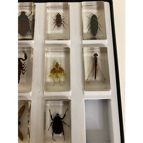 747 - Vintage set of beetles and insects in epoxy resin