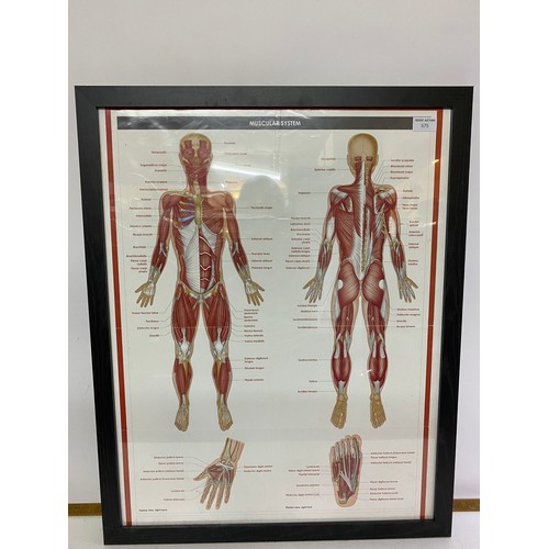 675 - Framed medical poster of the muscular system, measures 76x60.5cms