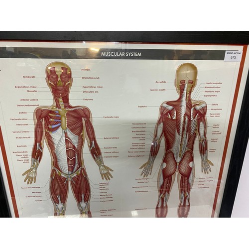 675 - Framed medical poster of the muscular system, measures 76x60.5cms