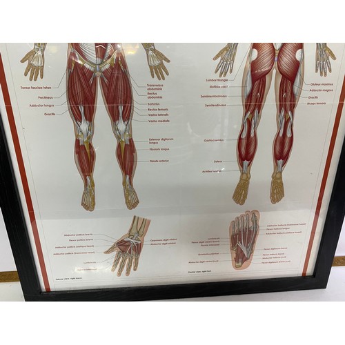 675 - Framed medical poster of the muscular system, measures 76x60.5cms