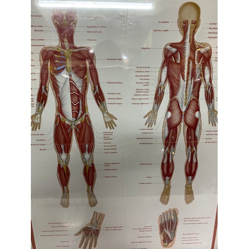 675 - Framed medical poster of the muscular system, measures 76x60.5cms