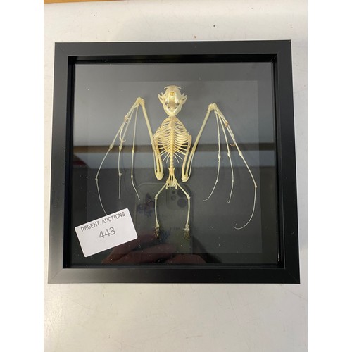 443 - Real Bat Skeleton Taxidermy in show case 16x16cms