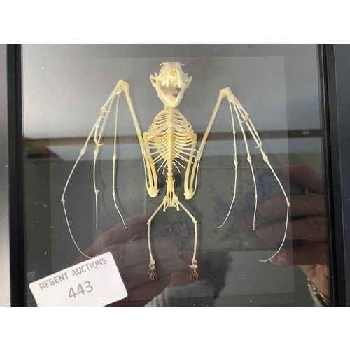 443 - Real Bat Skeleton Taxidermy in show case 16x16cms