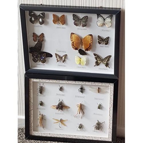 491 - FRAMED BUGS And FRAMED BUTTERFLIES