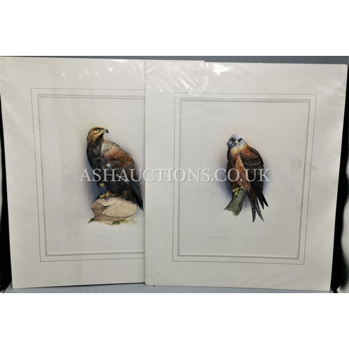 460 - WATERCOLOUR (Hand Painted) BIRD PICTURES (Kite & Golden Eagle. By Arthur Perrins, Local Leek Artist)... 