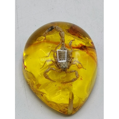 429 - ENCASED SCORPION