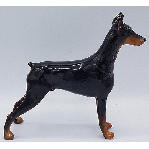 671 - ROYAL DOULTON 15.9cm MODEL OF A DOBERMAN PINSCHER (Ch Rancho Dobe's Storm) HN 2645 (Model No 1508) 1... 