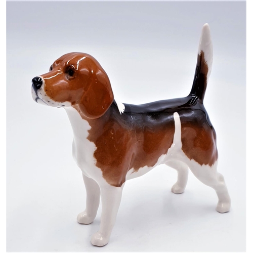 775 - BESWICK Large 14cm MODEL OF A BEAGLE 