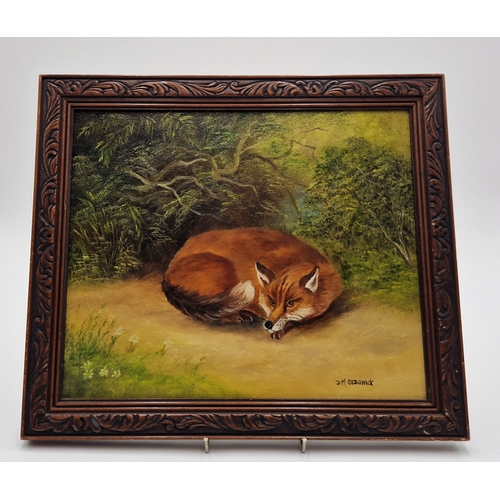 633 - OIL ON CANVAS DEPICTING A CURLED FOX  Signed D.M. Sedgwick (Overall Length 35cm x 30cm Height)