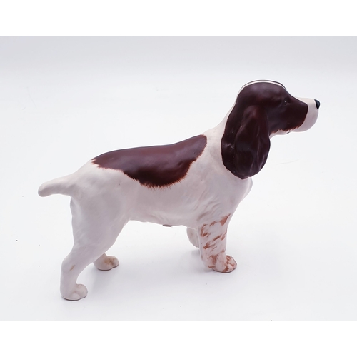 159 - BESWICK Large 14.6cm MODEL OF A COCKER SPANIEL 