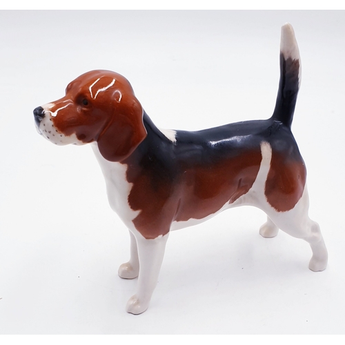 267 - BESWICK Large 14cm MODEL OF A BEAGLE 