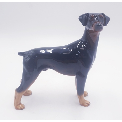 439 - COOPERCRAFT (Unmarked) CERAMIC Large 17cm x 18cm MODEL OF A DOBERMAN PINSCER (Rare).
(In 1946 Willia... 