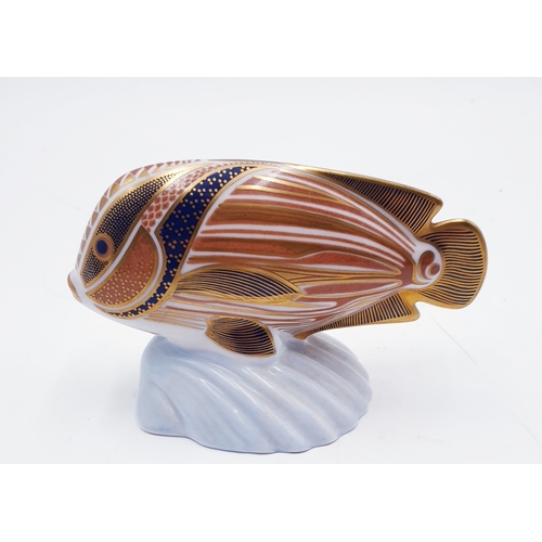 56 - ROYAL CROWN DERBY CHINA 13cm  PAPERWEIGHT FASHIONED AS A TROPICAL FISH 