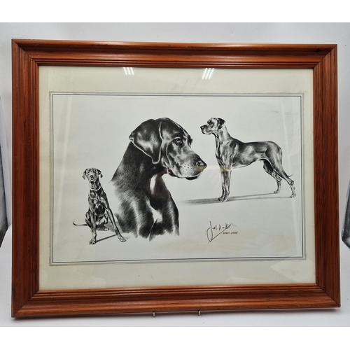 62 - FRAMED & GLAZED Extra Large 57cm x 48 cm PRINT OF A GREAT DANE Signed By The Artist