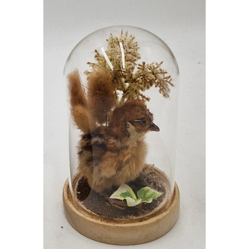 86 - TAXIDERMY ITEMS UNDER GLASS DOMES (Please Note This Lot WILL NOT BE PACKED OR SHIPPED...COLLECT ONLY... 