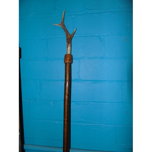 186 - A hand carved birch walking staff with an antler top.