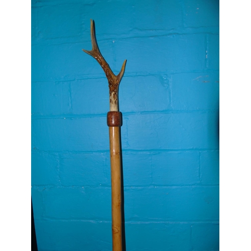 187 - A hand carved Hazel walking staff with a antler top