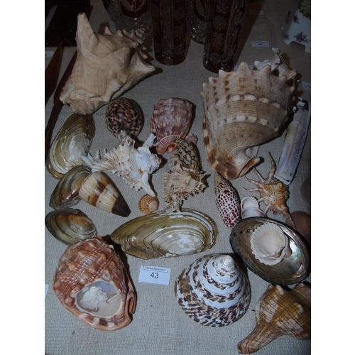 43 - A large collection of assorted sea shells etc