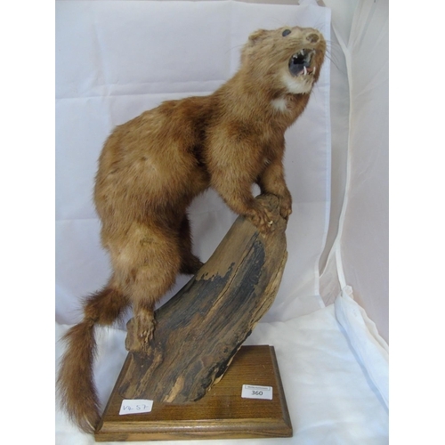 5 - A vintage taxidermy study of a American mink on mount