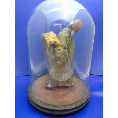 29 - An antique taxidermy sudy of a wood pecker under a Victorian glass dome on wooden stand
36cm x 25cm