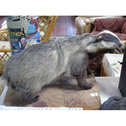 30 - A vintage French taxidermy study of a badger total lengh 70 cm