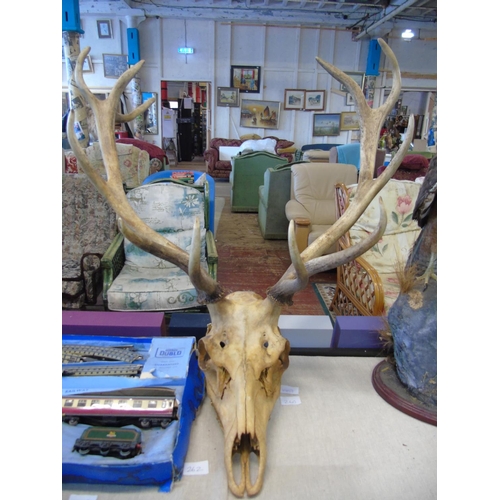 260 - A large set of antique deer antlers & skull 90cm x 74cm (will not post)