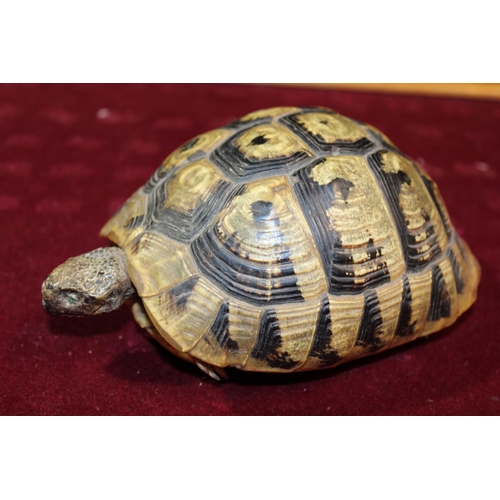 127 - An antique taxidermy study of a tortoise (missing one glass eye)