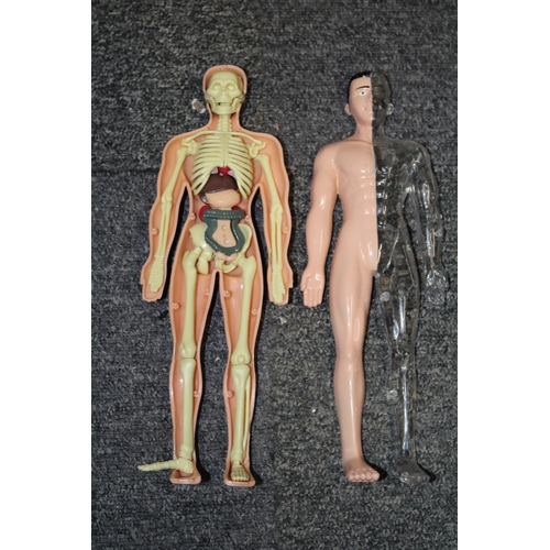 145A - An anatomical model of a man 28cm tall