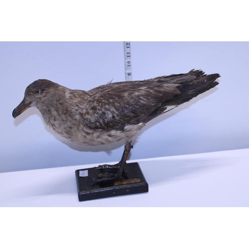72 - A Victorian taxidermy of an Artic Turn dated 1874. Shipping unavailable