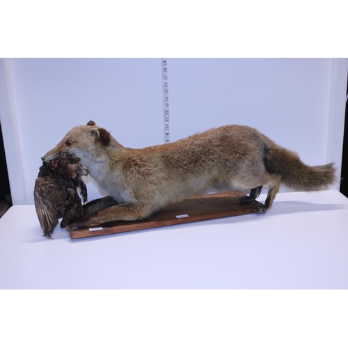 73 - A antique taxidermy study of fox with prey in mouth. Shipping unavailable
