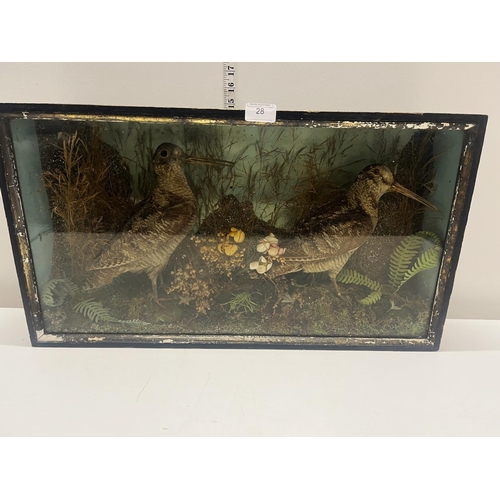 28 - A cased, antique taxidermy pair of Woodcocks? Shipping unavailable