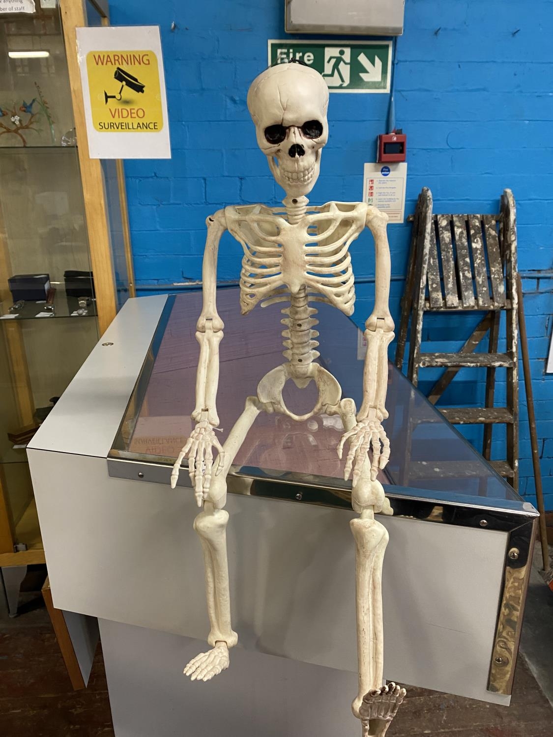 An articulated skeleton