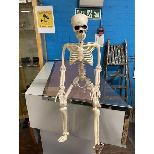 23 - An articulated skeleton