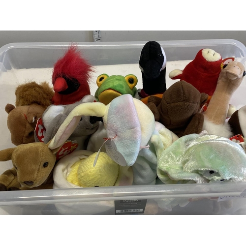 72 - Thirteen TY Beanie babies