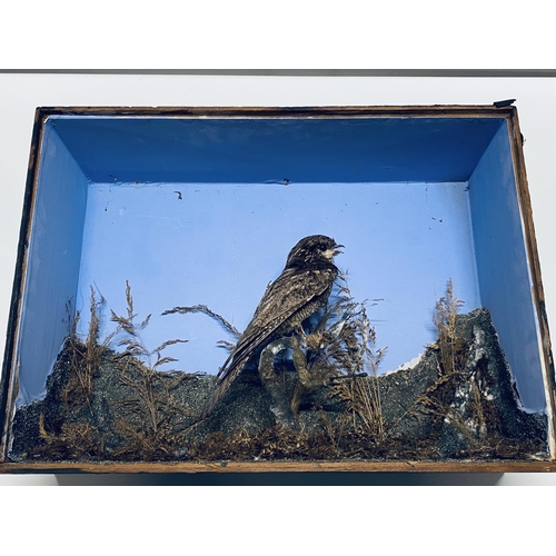 29 - A antique taxidermy study of a female Nightjar (case 56x40cm) no glass on case, shipping unavailable