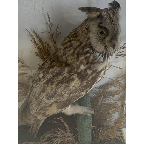 23 - A vintage cased Taxidermy study of a long eared owl 43x32cm, shipping unavailable