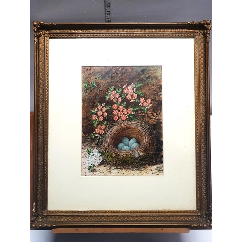 31 - A watercolour still life study of birds nest and fauna oil on board by J W Kettlewell in a ornate gi... 