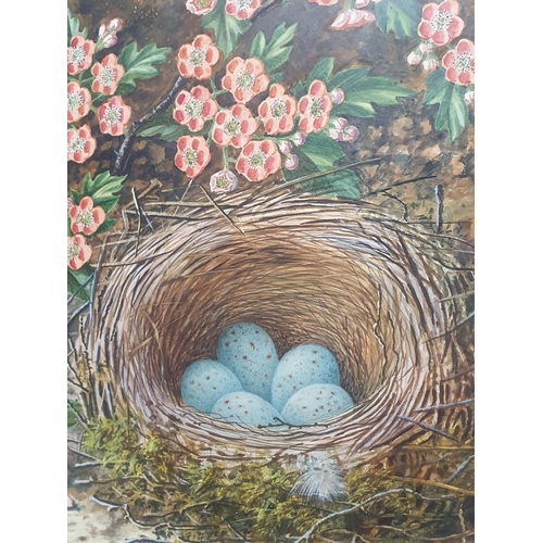 31 - A watercolour still life study of birds nest and fauna oil on board by J W Kettlewell in a ornate gi... 